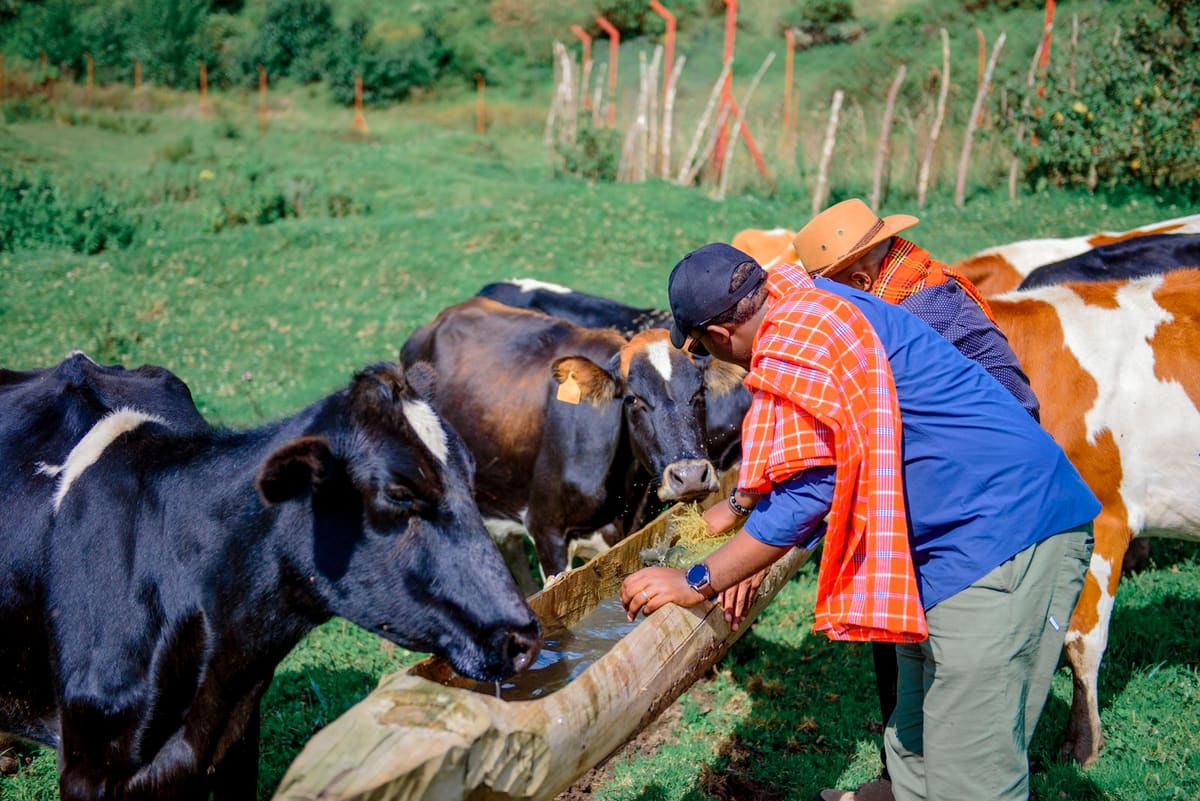Farmers in Kenya feeding dairy cows at a wooden trough